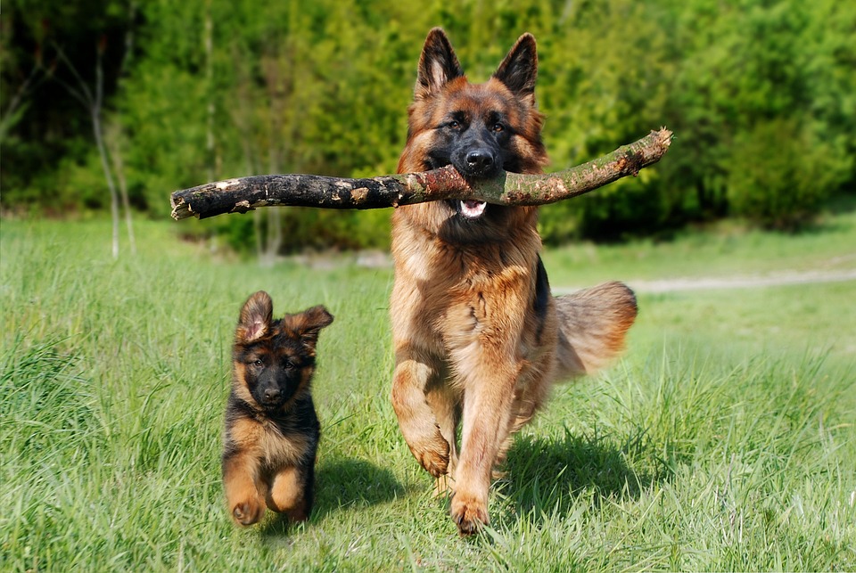 German Shepherd Puppy Training